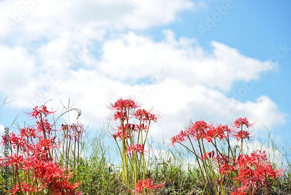 Obraz 河川敷の彼岸花