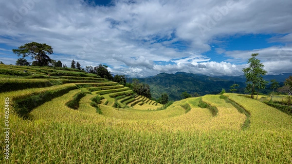 Fototapeta Landscape with green and yellow rice terraced fields and cloudy sky near Ha Giang Loop in northern Vietnam