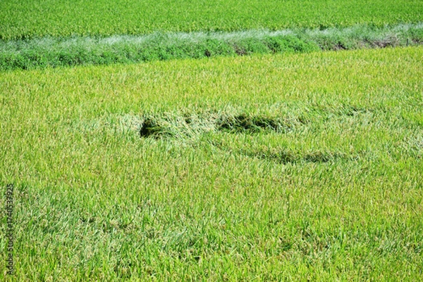 Obraz 倒れる稲穂