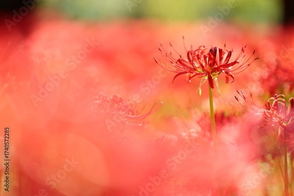 Obraz 赤い彼岸花