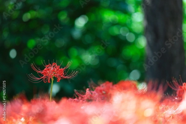 Obraz 森の中の彼岸花