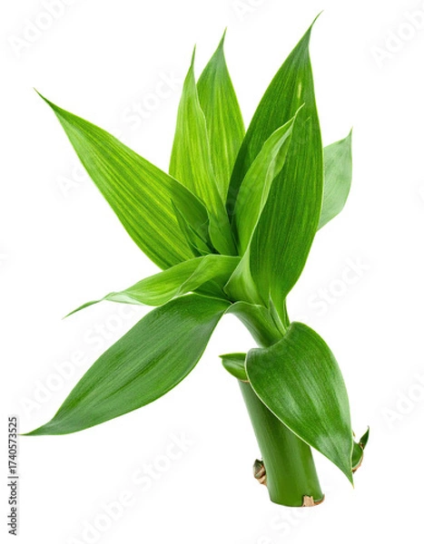 Obraz Close-up of vibrant green bamboo leaves sprouting from a stem