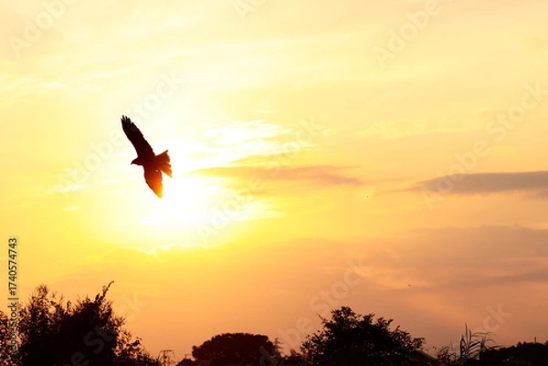 Obraz 夕空を飛ぶトンビ