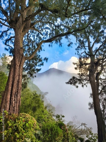 Fototapeta Rainbow Eucalyptus