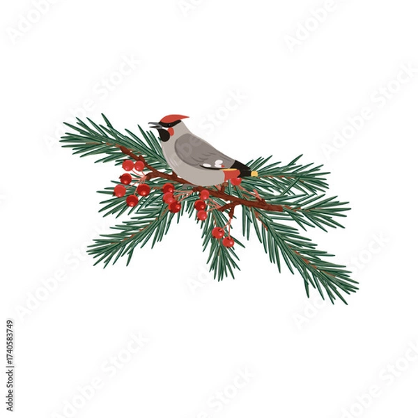 Fototapeta vector drawing Christmas composition, Bohemian waxwing bird at fir branch with green needles and holly red berries, hand drawn illustration