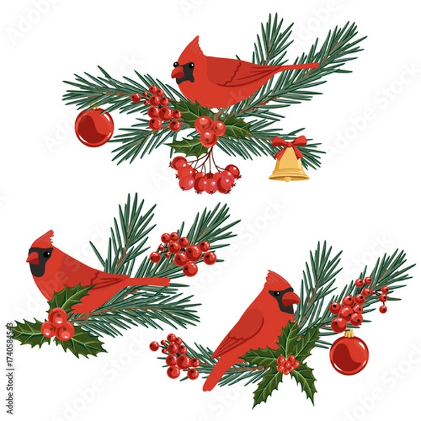 Fototapeta vector drawing set of Christmas compositions, red cardinal birds at fir branch with green needles and holly leaves and red berries, hand drawn illustration