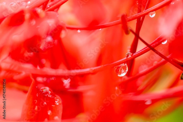 Fototapeta 曼殊沙華の水滴