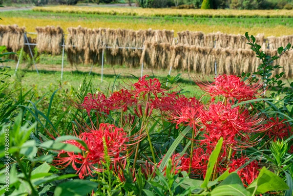Fototapeta ヒガンバナと稲掛け