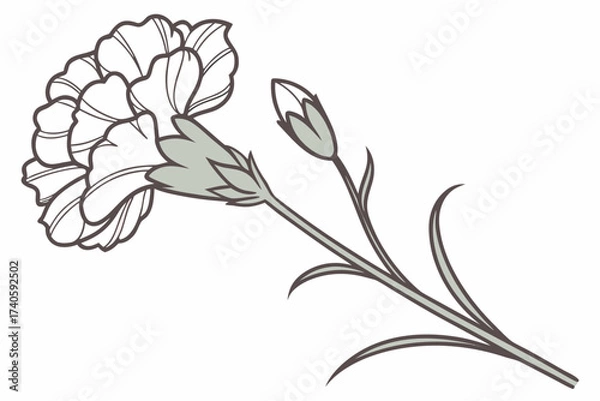 Obraz Carnation delicate flower