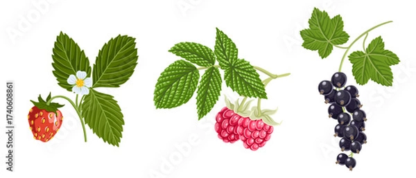 Fototapeta vector drawing strawberry plant with green leaves, flower and red berry, raspberry branch and black currant isolated at white background, hand drawn illustration