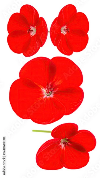 Fototapeta Close-up view of four vibrant red flowers.  