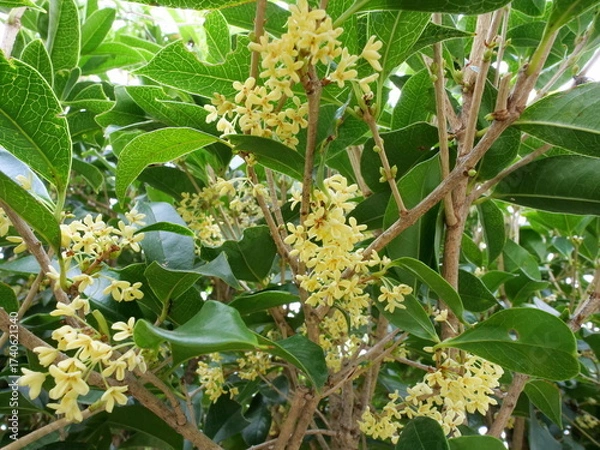 Obraz 銀木犀の花