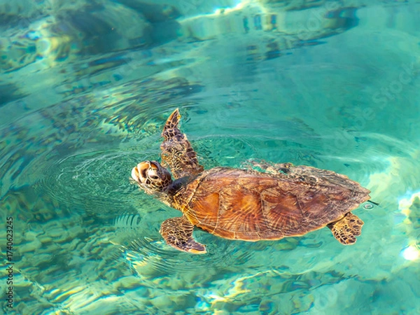 Fototapeta Side profile view of green sea turtle swimming from right with head above water against crystal clear water in Noumea