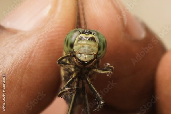 Fototapeta Close-up of a dragonfly showing intricate wings, vivid colors, and delicate details, capturing nature’s beauty and macro photography perfection.