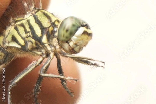 Fototapeta Close-up of a dragonfly showing intricate wings, vivid colors, and delicate details, capturing nature’s beauty and macro photography perfection.