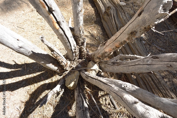 Obraz Wood, bark and tree textures