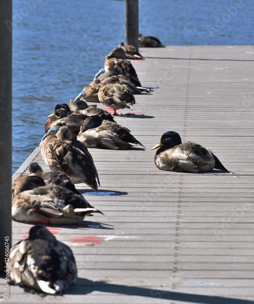 Obraz Ducks on a pier