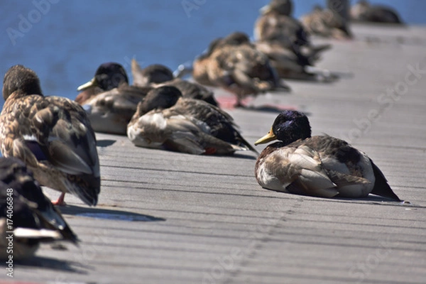 Obraz Ducks on a pier