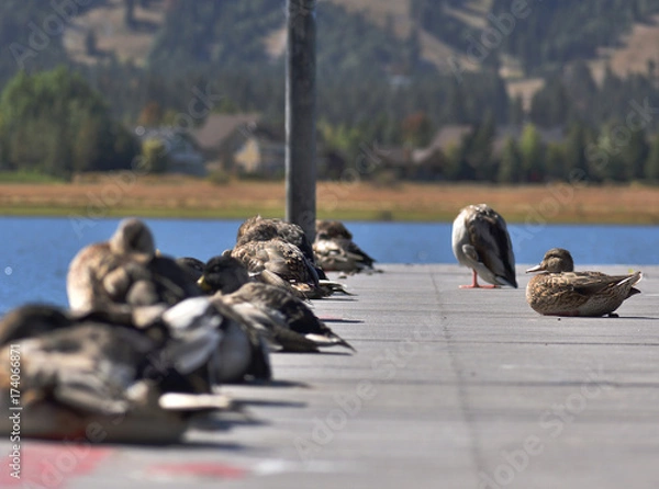 Obraz Ducks on a pier