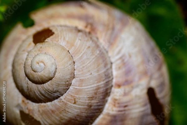 Fototapeta Close-Up of Spiral Snail Shell on Leaf