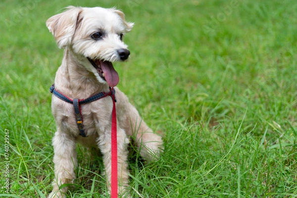 Obraz 公園で笑顔を見せる可愛い小型犬・マルプー