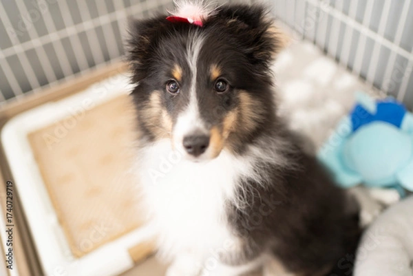 Obraz ケージの中でこちらを見つめるシェットランド・シープドッグ（シェルティ）の子犬