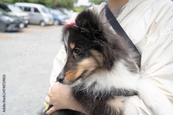 Obraz 飼い主の腕の中でリラックスする子犬のシェルティ