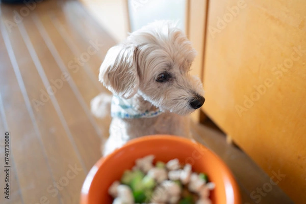 Obraz ごはんを待つシニア犬のマルプー、手作り食やドッグフードのイメージ