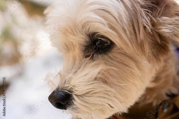 Obraz 優しい眼差しで見つめるマルプー（マルチーズ×トイプードル）のクローズアップ