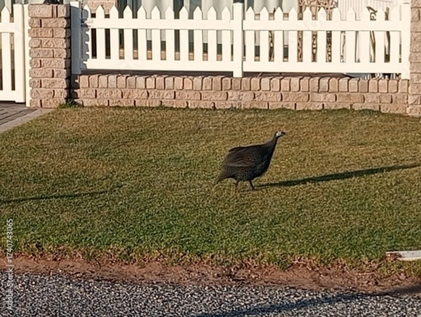 Fototapeta Guineafowl on the grass
