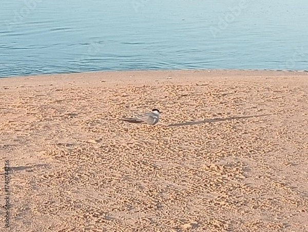 Fototapeta Small bird on the sand