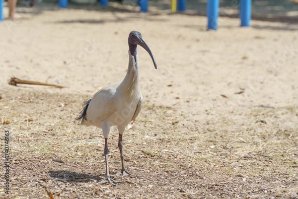Fototapeta An Australian White Ibis 'Bin Chicken' in a Playground