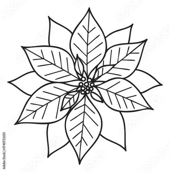 Obraz Black outline drawing of a poinsettia flower with detailed leaves and central petal arrangement.