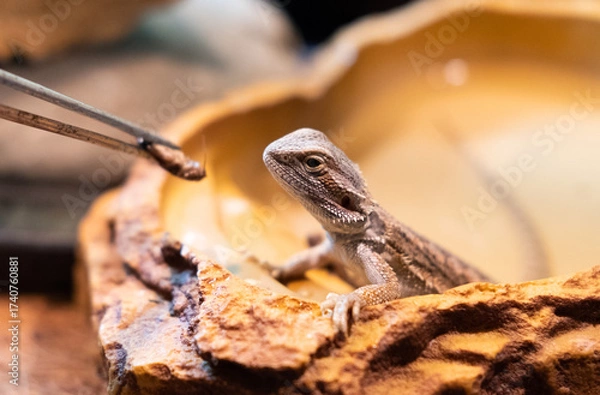 Fototapeta Baby of bearded agama dragon sits in his terrarium and eat bug feeding Cure exotic domestic animal, pet. The content of the lizard at home.