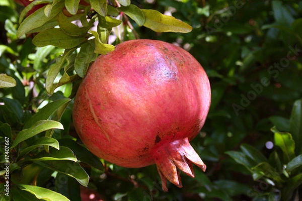 Fototapeta Une grenade