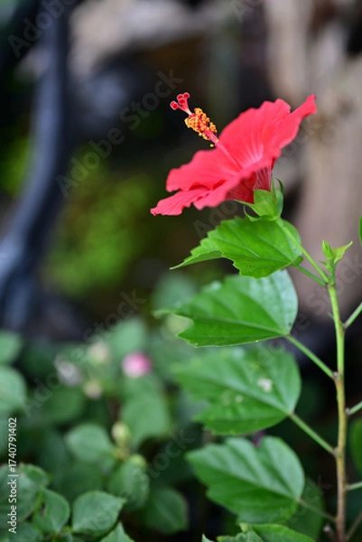 Obraz 開花した美しいハイビスカス