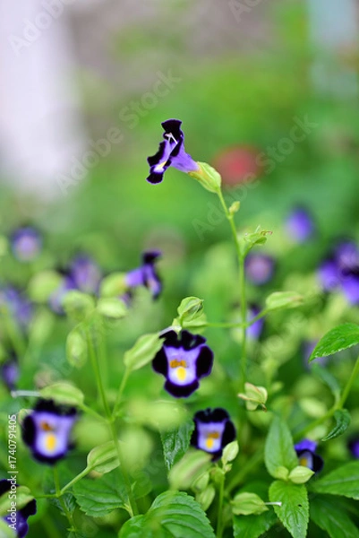 Obraz 小さな花のトレニア