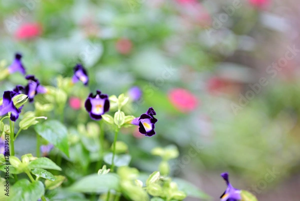 Obraz トレニアのかわいい花