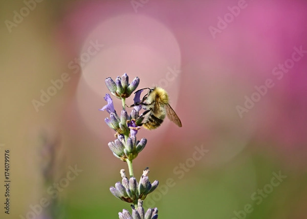 Fototapeta Bumblebee sitting on a lavender with a pastel-colored green and violet background