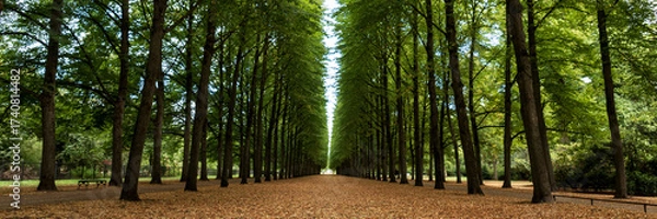 Obraz Panoramic image. Beautiful alley with green trees in the park