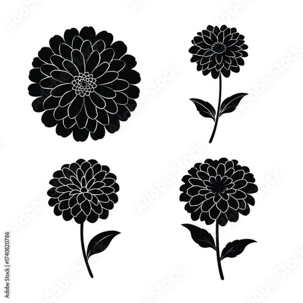 Obraz Zinnia flower icons collection for floral and botanical design