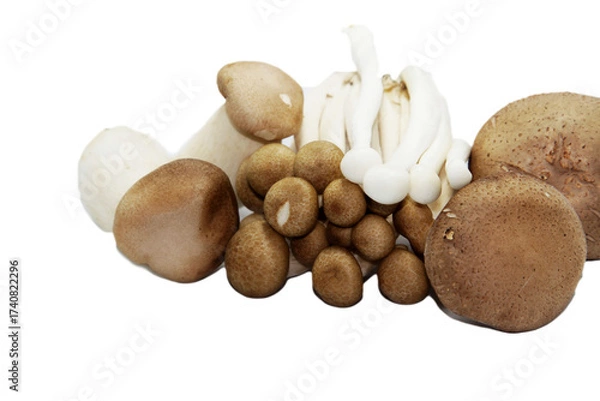 Obraz Fresh organic mushrooms and hazelnuts on a white background