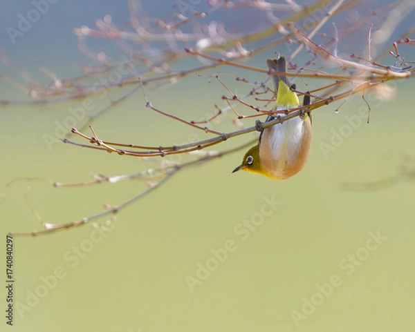 Obraz 枝に逆さに留まっているメジロ