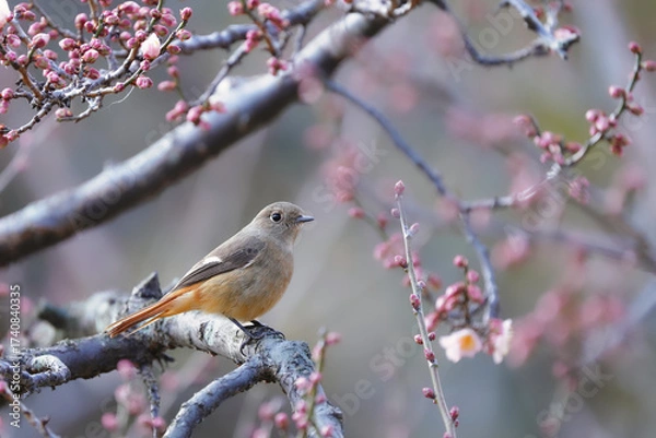 Obraz 梅の木にとまるジョウビタキ