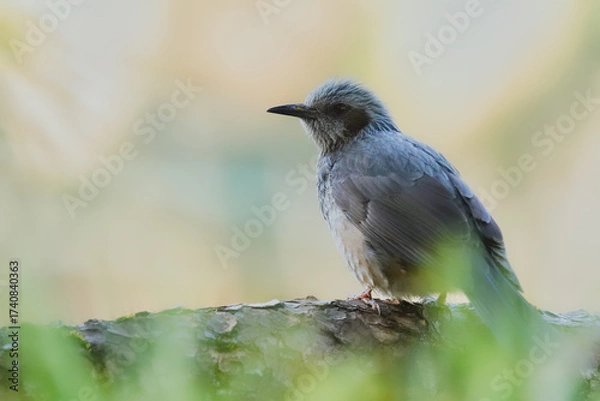 Obraz 逆光の中、木の枝にとまるヒヨドリ