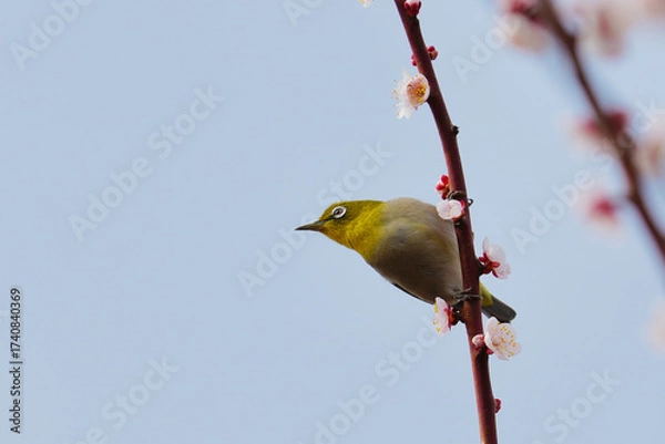 Obraz 梅の枝に止まるメジロ