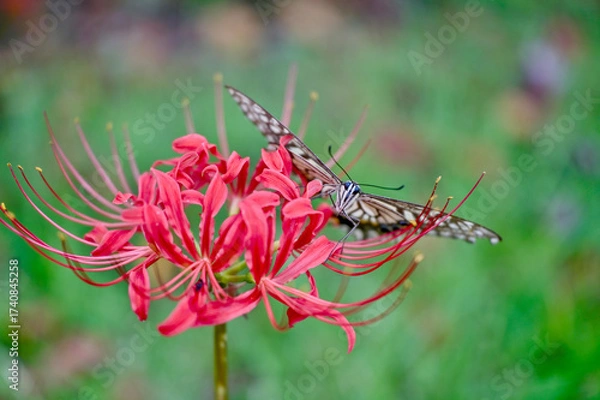 Obraz 彼岸花の留まっているアゲハチョウ