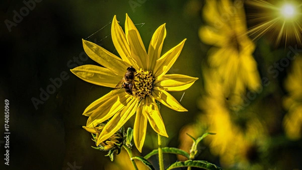 Fototapeta Blumen, Garten, Wald, Natur 