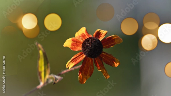 Fototapeta Blumen, Garten, Wald, Natur 