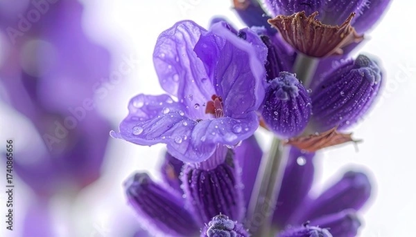 Obraz Close Up of a Vibrant Purple Lavender Flower with Water Droplets and White Background